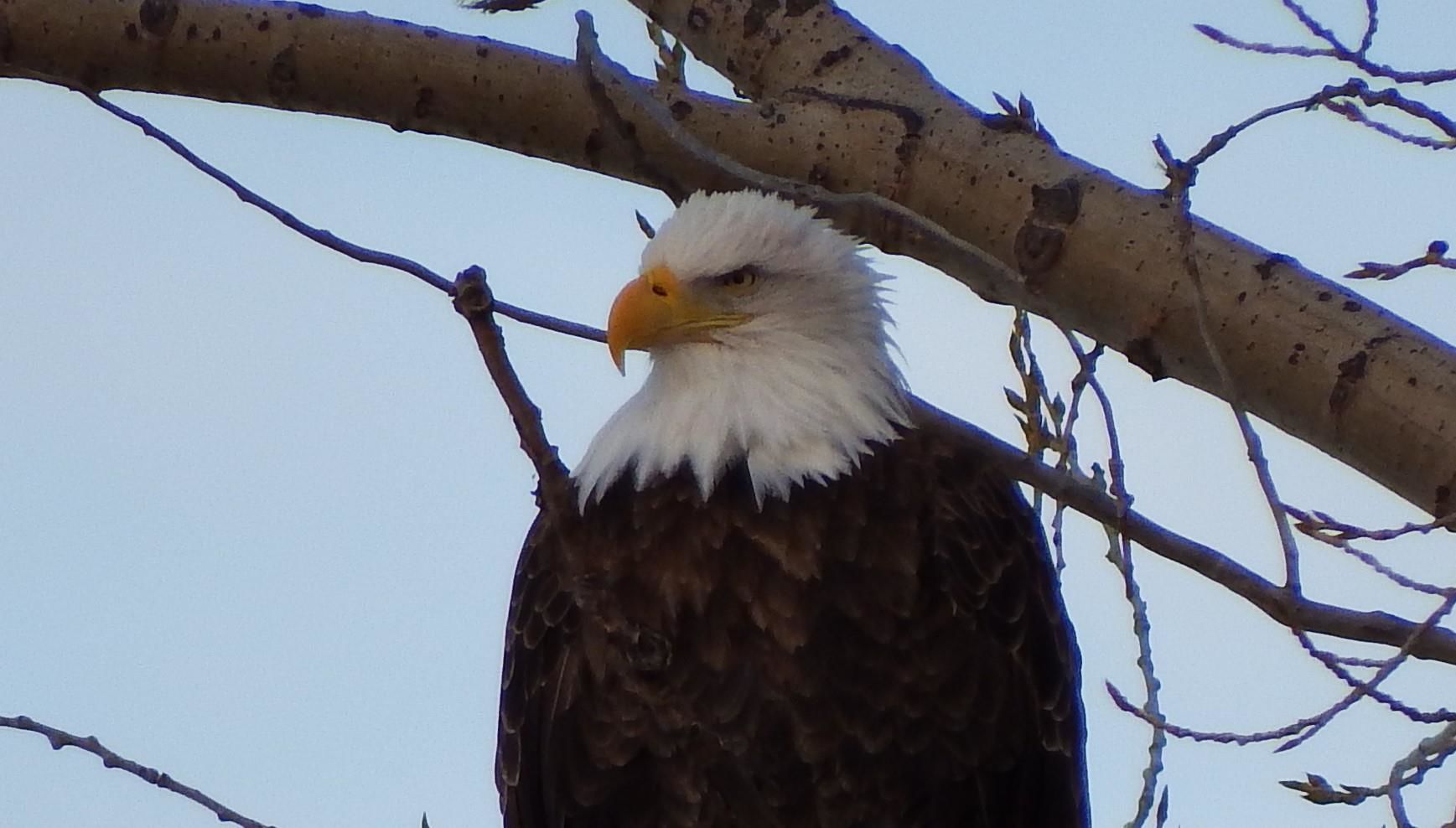 Watchful Eye